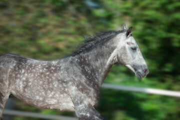 Obraz na płótnie Canvas portrait of Running speedly grey sportive horse in manage. close up