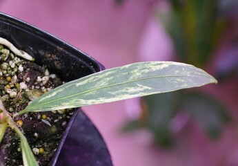 Closeup of a leaf of Anthurium Vittarifolium Variegated, a popular indoor houseplant