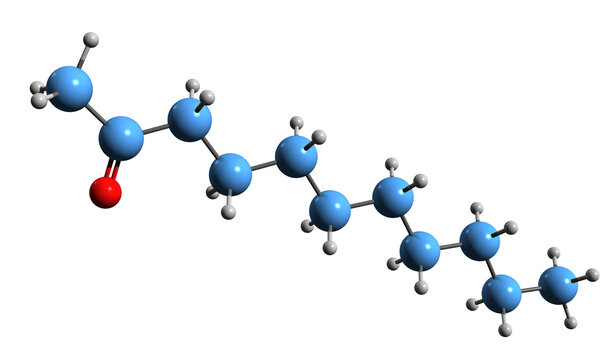  3D image of 2-Undecanone skeletal formula - molecular chemical structure of methyl nonyl ketone  isolated on white background
