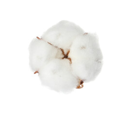 Beautiful fluffy cotton flower isolated on white