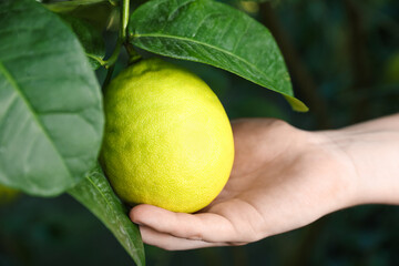 Woman picking ripe lemon from branch outdoors, closeup