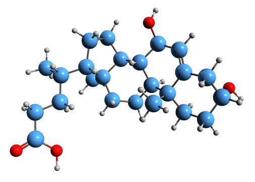  3D image of Chenodeoxycholic acid skeletal formula - molecular chemical structure of  bile acid isolated on white background
