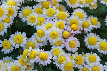 満開の白と黄色のコラボがかわいい小菊の花