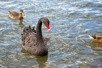 Black swan - New Zealand