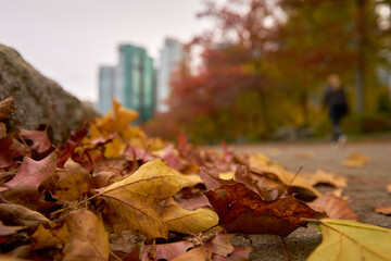 Autumn Leaves on the Sidewalk. A gutter full of colorful fallen leaves in autumn.

