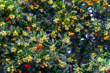 Evergreen strawberry tree shrub with bright round ripe fruits red orange. Abstract natural texture fruit leaves flowers. Large arbutus in ripening harvest Bright juicy photo of garden Arbtus sunny day