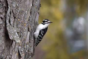 Downy-Woodpecker (Picoides pubescens) cling to the bark of a tree. It uses its pick-like beak to gouge wood to search for insects, its preferred food.The small birds call much of North America home