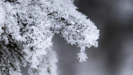 Hoarfrost clings to a pine branch, like rain droplets caught in a snap freeze.  