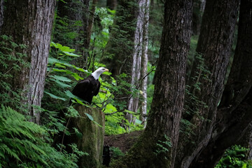 Forest sentinel.  Bald eagle sits on a stump in lush dark forest.  Watching and waiting. Trees woods green ferns devils club raptor bird of prey adult hooked beak predator iconic American wildlife
