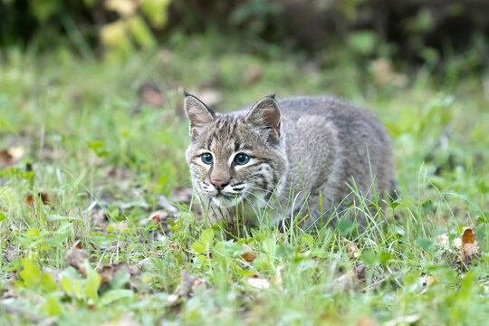 Small cute cat in the green grass.  Juvenile bobcat stalks prey through the forest. whisker pointed ears stripes. grass trees flowers woods leaves. feline mammal animal controlled photo shoot