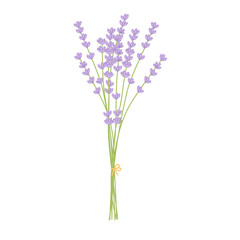 Fototapeta premium bunch of lavender isolated on white