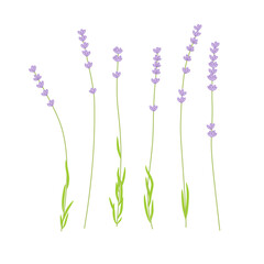 lavender flowers isolated on white background