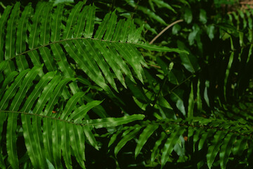 Tropical forest fern plant, tropical garden on a dark background, green with various leaf patterns