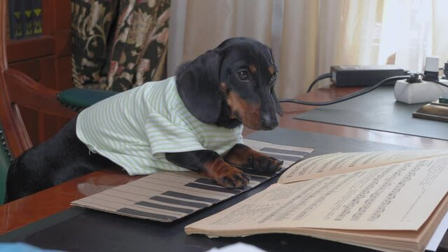 Poor dachshund puppy in striped T-shirt is sitting at desk in office with music notebook, trying to learn to play a musical instrument using a painted piano keyboard instead of a real one.