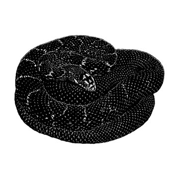 King Rat Snake hand drawing vector illustration isolated on background.