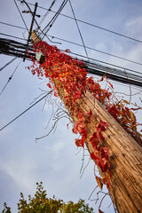Red vines and leaves grow up along telephone pole with view from below