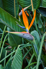 Up close vertical detail of Orange Bird of Paradise flower