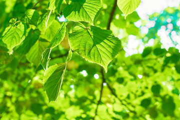 Fototapeta na wymiar Green leaves on the blurred backgrounds in sunny day. Nature green background. Copy space.