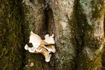 wild mushrooms in iguazu rainforest