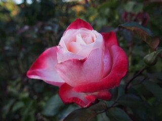 白色と赤色の開きかけのバラ「丹頂」の花のつぼみ一輪