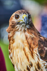 Top detail of beautiful Broad-winged Hawk