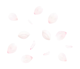 Foto auf Acrylglas 桜の花びら_サクラの花弁のイメージ（背景透過切り抜き合成用png素材） © hearty