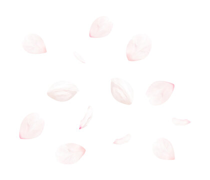 桜の花びら_サクラの花弁のイメージ（背景透過切り抜き合成用png素材）
