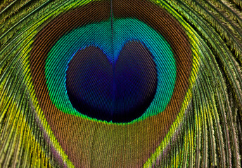 Obraz premium Peacock feather background. Peacock feather in full frame.
