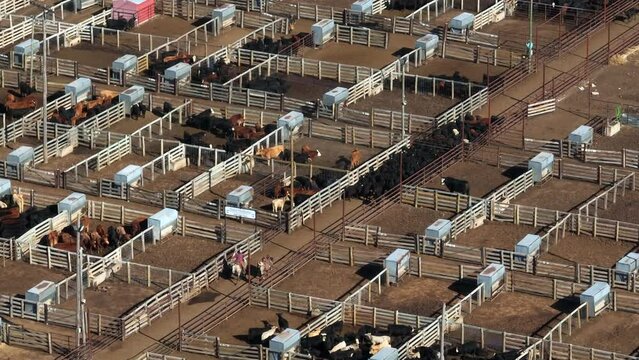 Angus beef cattle at stockyard. Cowboy ranchers corral animals. Aerial view of slaughterhouse market.
