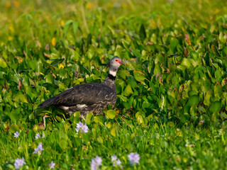 Southern Screamer closeup portrait against green vegetation