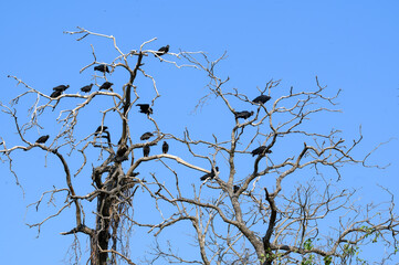 Flock of Black Vulture s sitting on tree branches against blue sky