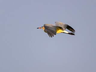 Whistling Heron in flight against sky