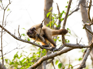 Black-striped Tufted Capuchin monkey also known as the bearded capuchin in the trees