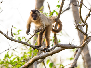 Black-striped Tufted Capuchin monkey also known as the bearded capuchin in the trees