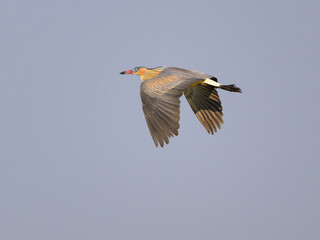 Whistling Heron in flight against sky