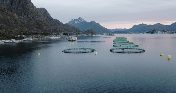 Marine pens stocked with salmon in Lofoten, Norway - fish farming; aerial