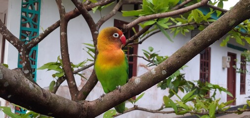 red and green parrot