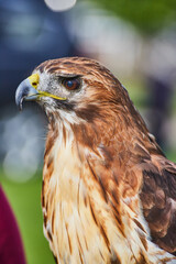 Head on Broad-winged Hawk looking sideways