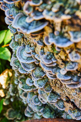 Log covering in beautiful small green fungi mushrooms