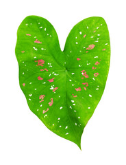 Caladium bicolor green leaf pink dots white background isolated closeup, Philodendron colorful red spots leaves, araceae exotic tropical plant, floral design element, heart shape foliage pattern