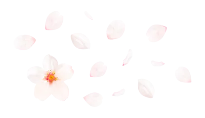 Foto op Aluminium 桜の花びら_サクラの花弁のイメージ（背景透過切り抜き合成用png素材） © hearty