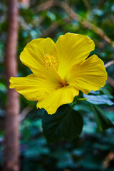 Detail of beautiful yellow flower in full bloom in forest