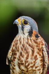 American Kestrel raptor looking up against soft dark background
