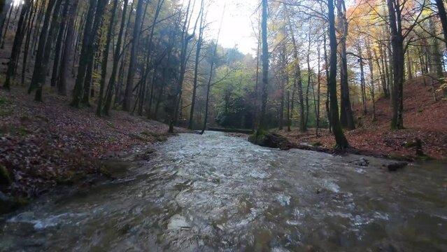 A low-altitude FPV drone flight over a river in Quinto Real forest in pyrenees woods, surrounded by trees and dry leaves on the ground. Recorded in Navarra during the autumn season