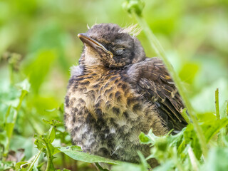 A fieldfare chick, Turdus pilaris, has left the nest and sitting on the spring lawn. A fieldfare...