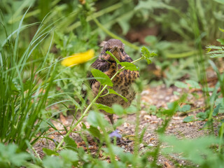 A fieldfare chick, Turdus pilaris, has left the nest and sitting on the spring lawn. A fieldfare chick sits on the ground and waits for food from its parents.