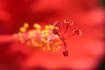 red flower macro
