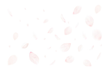 Fototapeta 桜吹雪_サクラの花びら_舞い散る桜の花弁のイメージ｜背景透過切り抜き合成用png素材 obraz