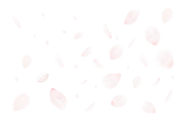 桜吹雪_サクラの花びら_舞い散る桜の花弁のイメージ｜背景透過切り抜き合成用png素材