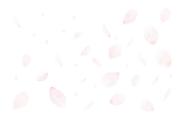 Fototapeten 桜吹雪_サクラの花びら_舞い散る桜の花弁のイメージ｜背景透過切り抜き合成用png素材 © hearty
